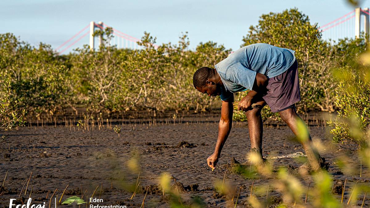 Person planting a tree © Ecologi & Eden Reforestation Projects