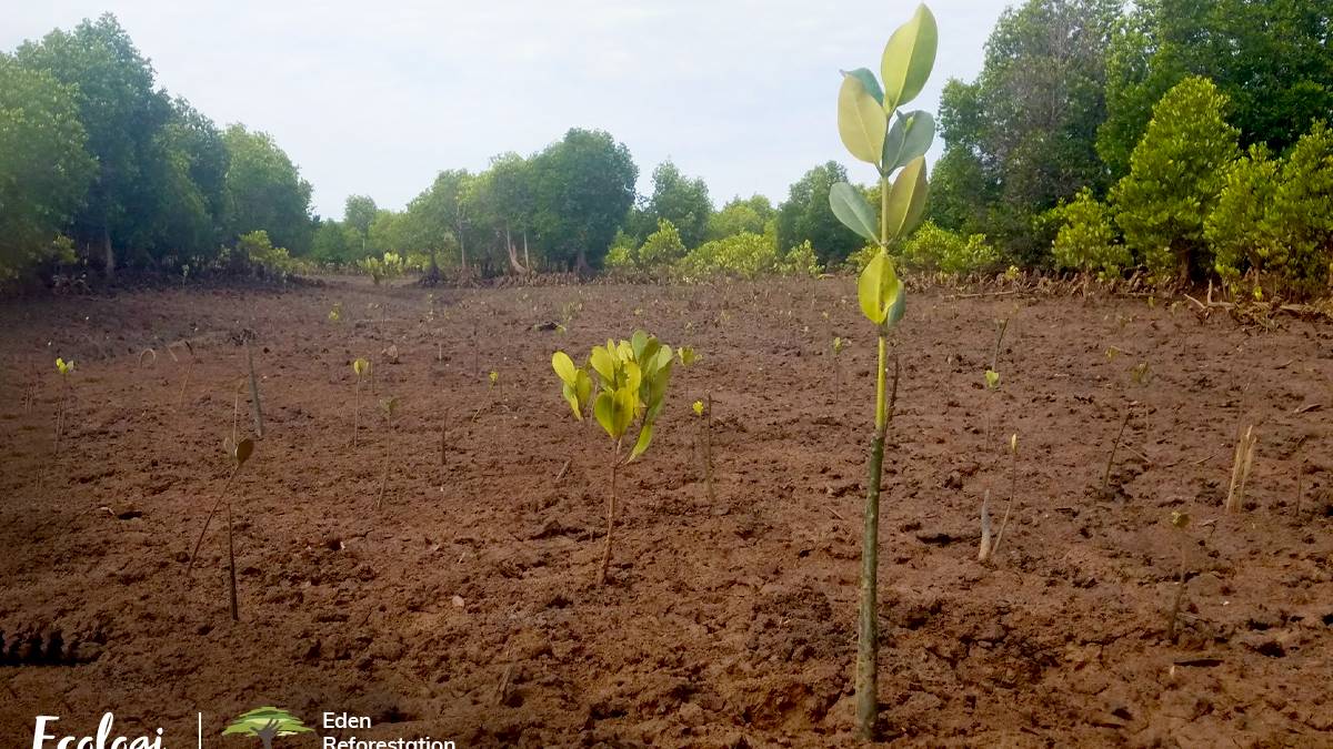 Images © Ecologi & Eden Reforestation Projects