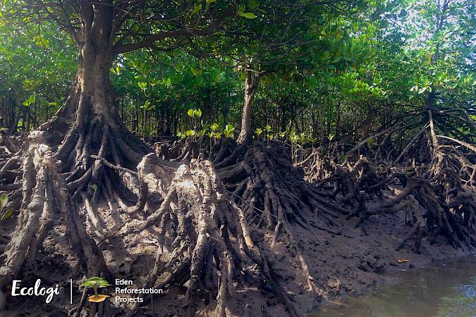 Images © Ecologi & Eden Reforestation Projects