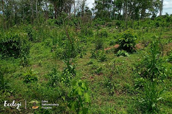 Images © Ecologi & Eden Reforestation Projects